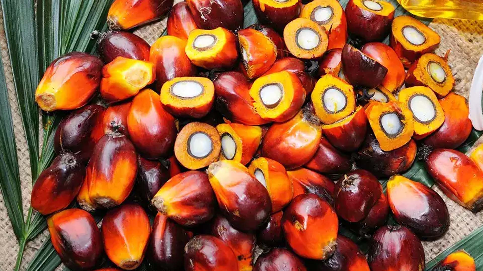 Webinar Sustainable Palm Oil and Certification Process